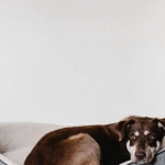 Игровой интерфейс слота The Dog House Megaways с барабанами и символами