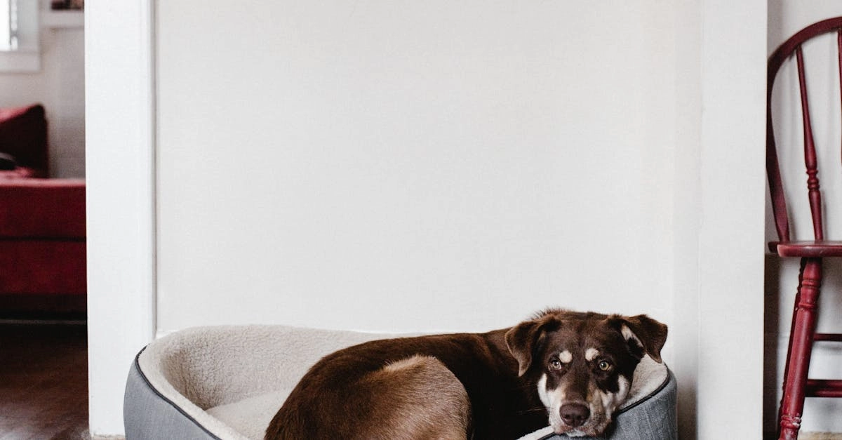 Игровой интерфейс слота The Dog House Megaways с барабанами и символами