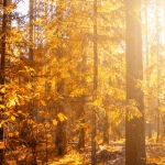 Интерфейс игрового автомата Wild West Gold с ковбойской тематикой