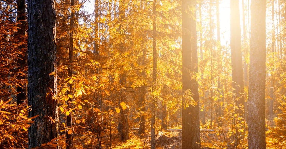 Интерфейс игрового автомата Wild West Gold с ковбойской тематикой