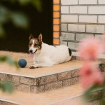 Интерфейс слота The Dog House с игровым полем и элементами управления