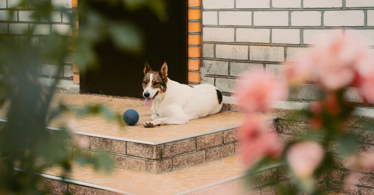 Интерфейс слота The Dog House с игровым полем и элементами управления